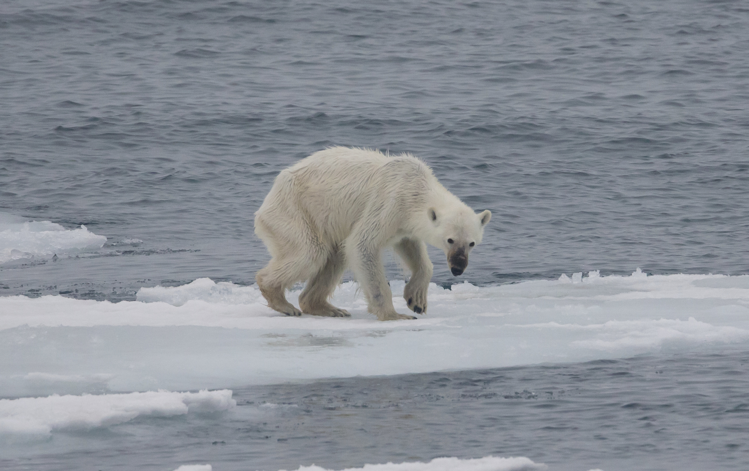 Photo showing a starving polar bear, who are endangered