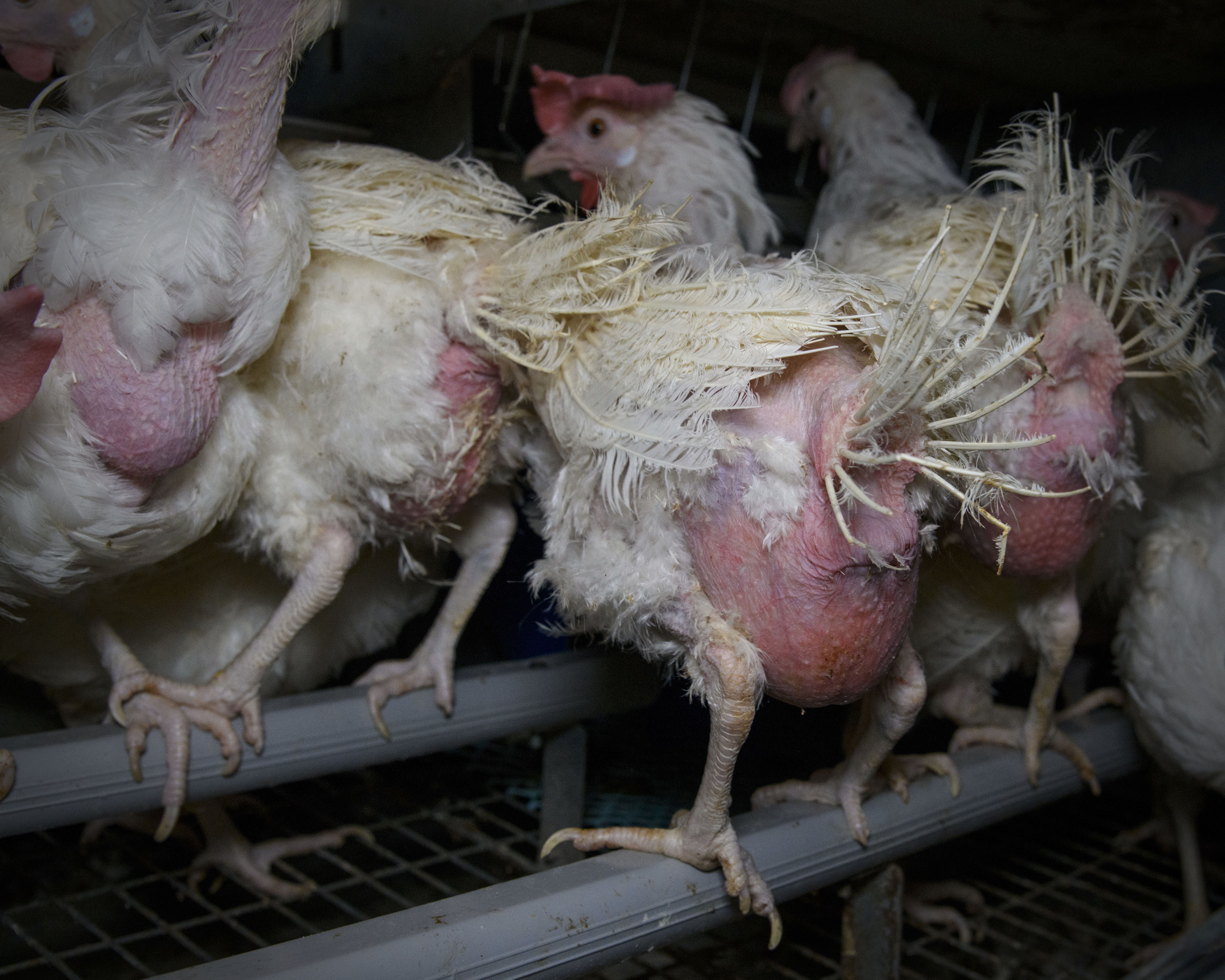 Photo showing chickens in a Finnish factory farm Photo showing chickens in a Finnish factory farm