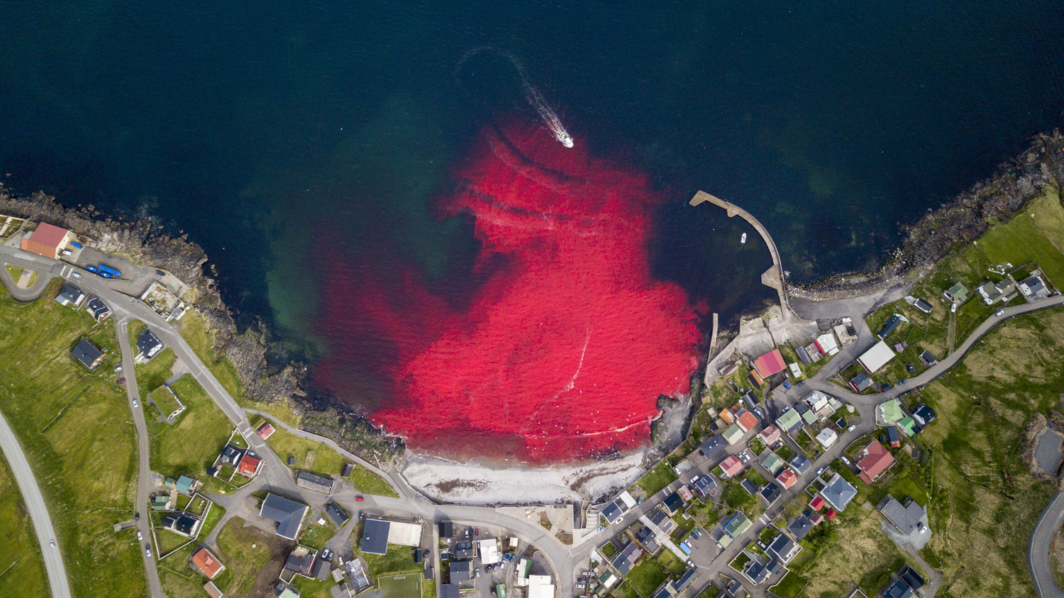 Photo showing the sea stained with blood due to whale culling in the Faroe Islands of Denmark Photo showing the sea stained with blood due to whale culling in the Faroe Islands of Denmark