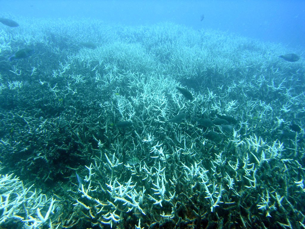 Photo showing bleached coral in the Great Barrier Reef
