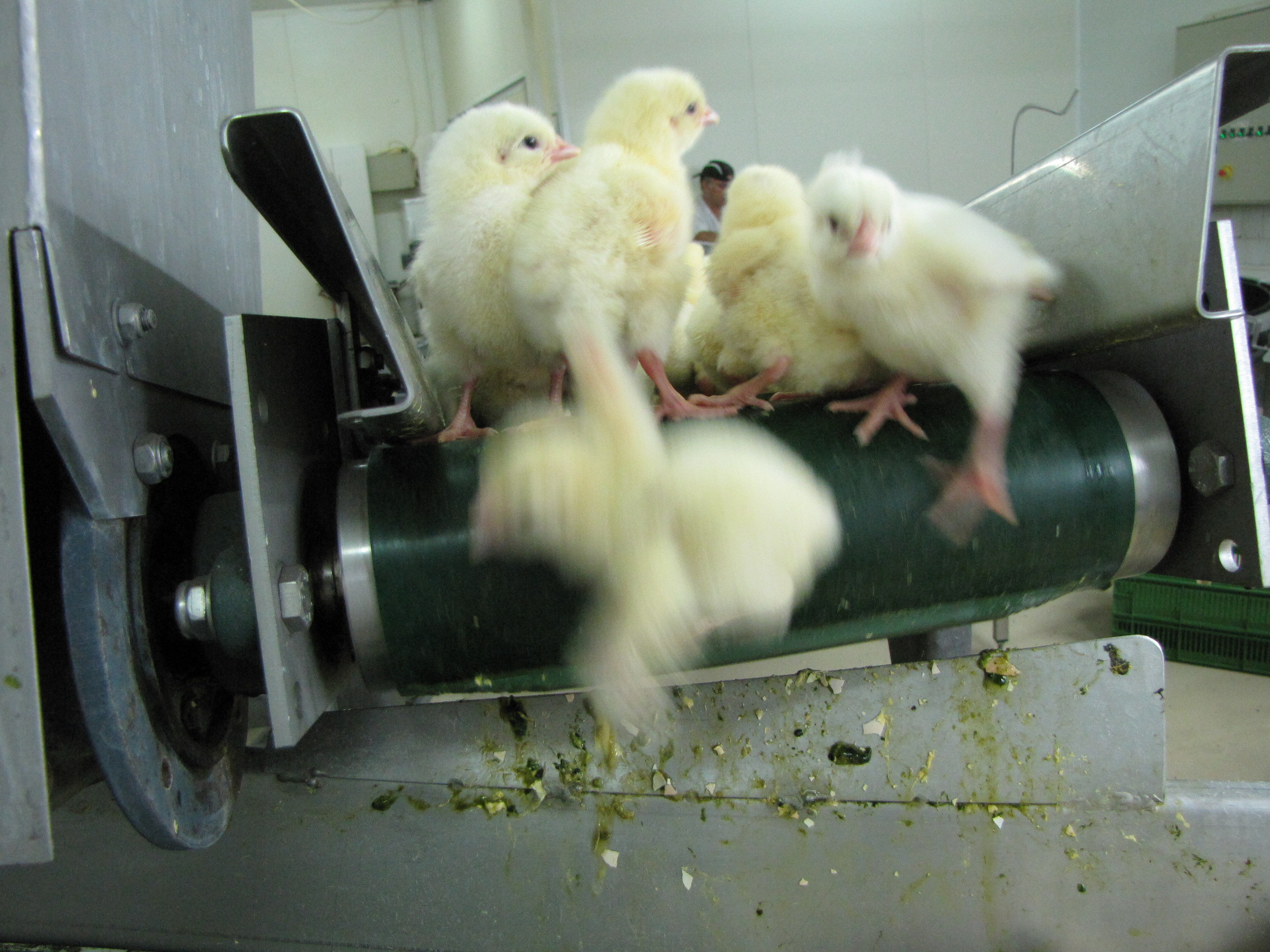 Photo showing male chicks on a conveyor belt, likely to be killed Photo showing male chicks on a conveyor belt, likely to be killed